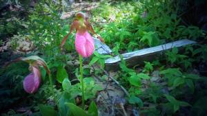 Lady slippers